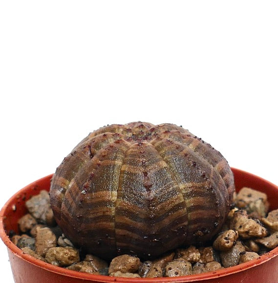 Succulenta Euphorbia obesa con motivo a strisce marrone scuro e struttura arrotondata con coste
