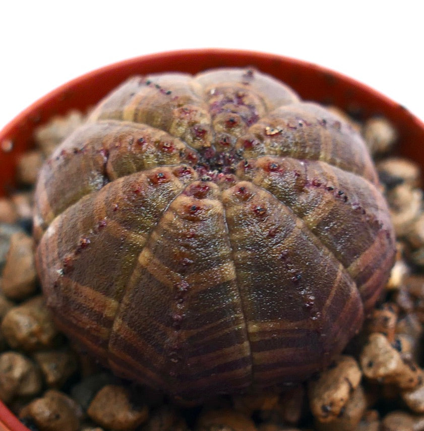 Succulenta Euphorbia obesa con motivo a strisce scure e struttura arrotondata a coste in vaso