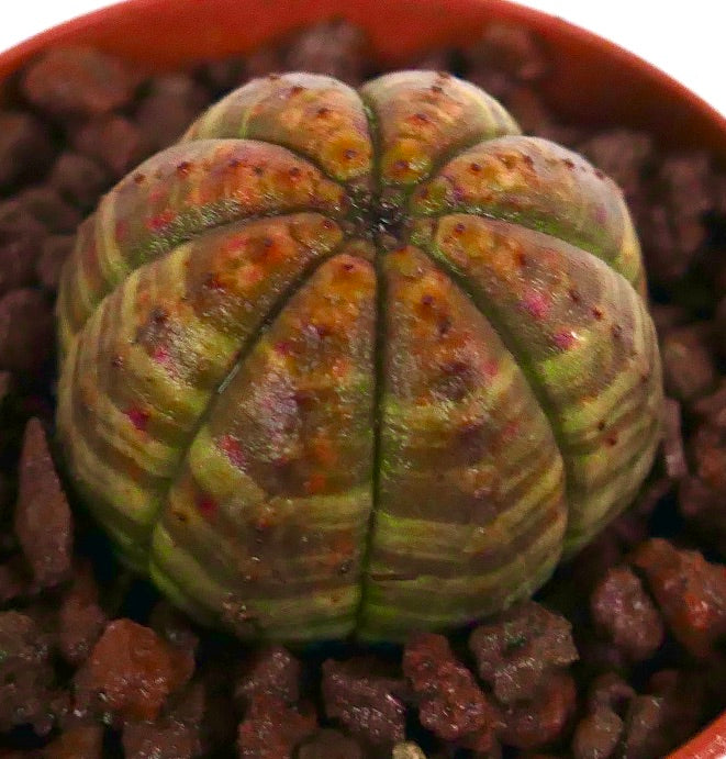 Euphorbia obesa sukkulent med rundet ribbet kropp og brun-grønt variert mønster