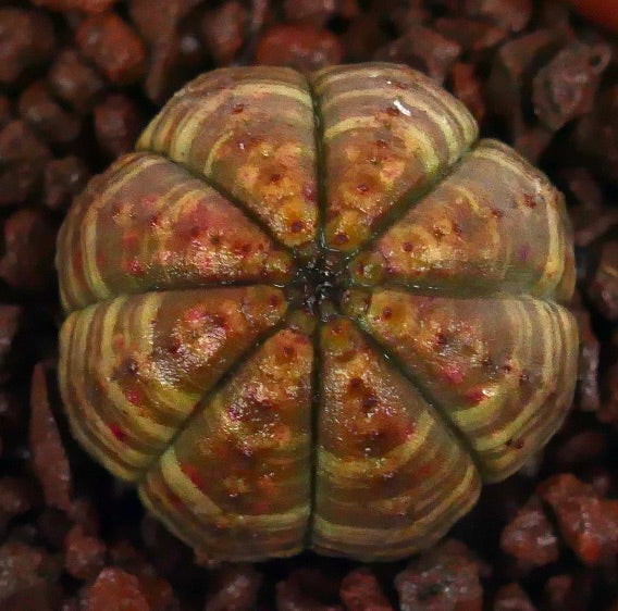 Euphorbia obesa sukkulent med avrundet ribbet kropp og brun-grønt stripet mønster