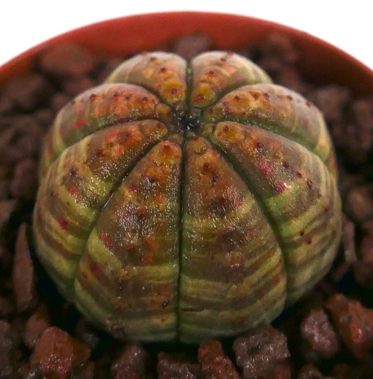 Euphorbia obesa sukkulent kaktus med rund, ribbet kropp og brun-grønn variert farge