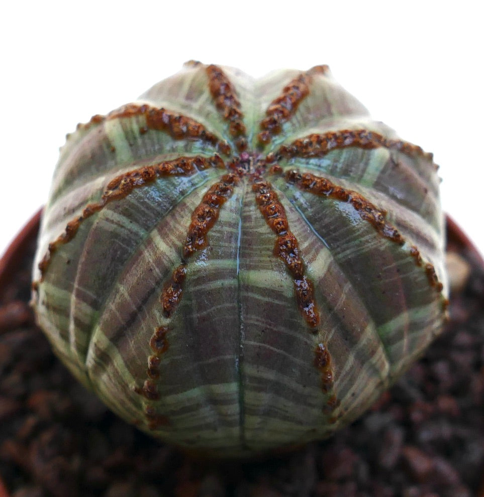 Euphorbia obesa cacto suculento com forma arredondada e cristas listradas castanhas