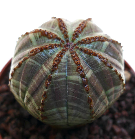 Euphorbia obesa cacto suculento com forma arredondada e cristas listradas castanhas