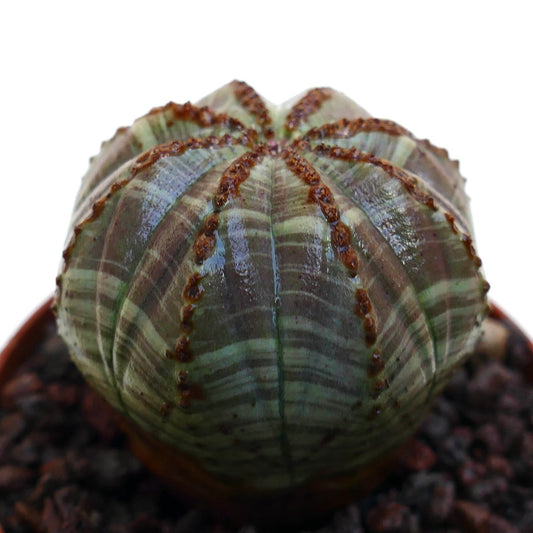Euphorbia obesa cacto suculento com corpo arredondado e canelado e marcas marrons listadas