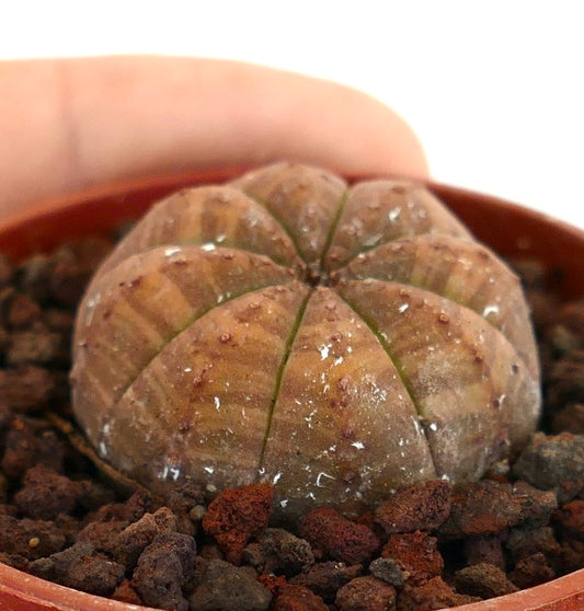 Euphorbia obesa succulent cactus with rounded ribbed body and brownish striata pattern