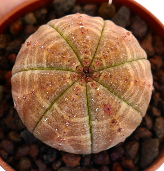 Euphorbia obesa succulent cactus with brownish striated round ribbed body and small tubercles