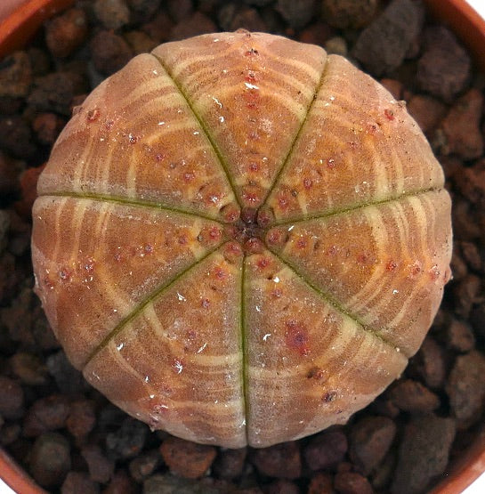 Euphorbia obesa rare succulent with brownish striata pattern and rounded ribs