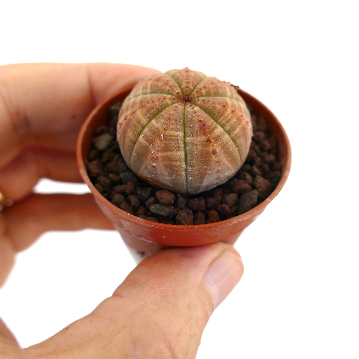 Euphorbia obesa small round succulent with brownish stripes in a terracotta pot held by hand
