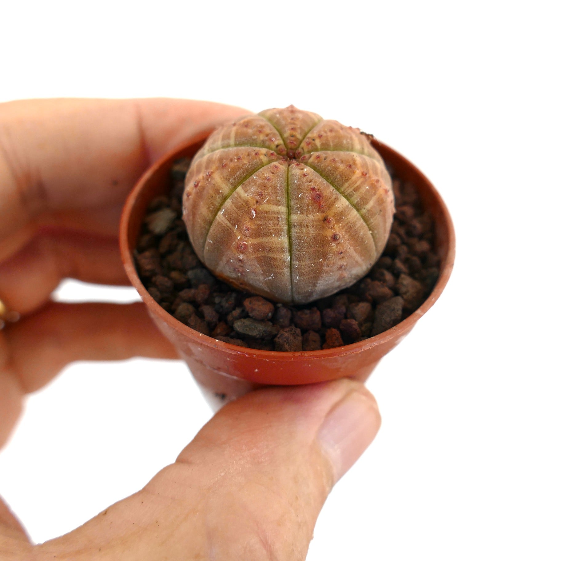 Euphorbia obesa small round succulent with brownish stripes in a terracotta pot held by hand