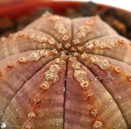 Succulenta Euphorbia obesa con coste arrotondate e superficie brunastro e strutturata