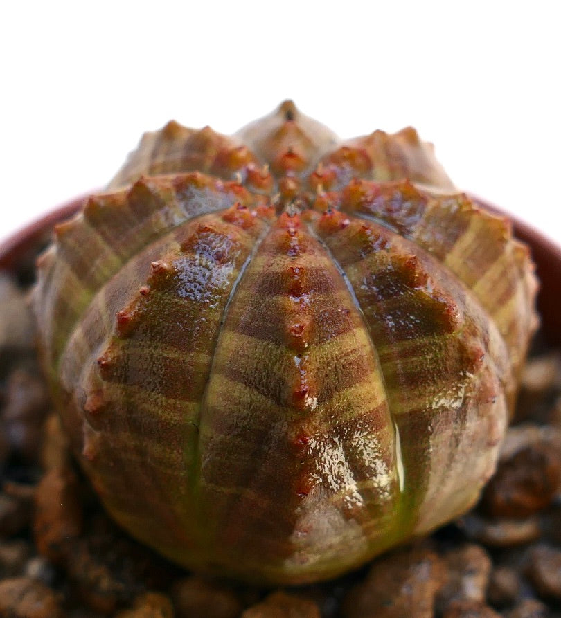 Euphorbia obesa, cactus succulento con corpo a costole marroni striate e piccoli tubercoli