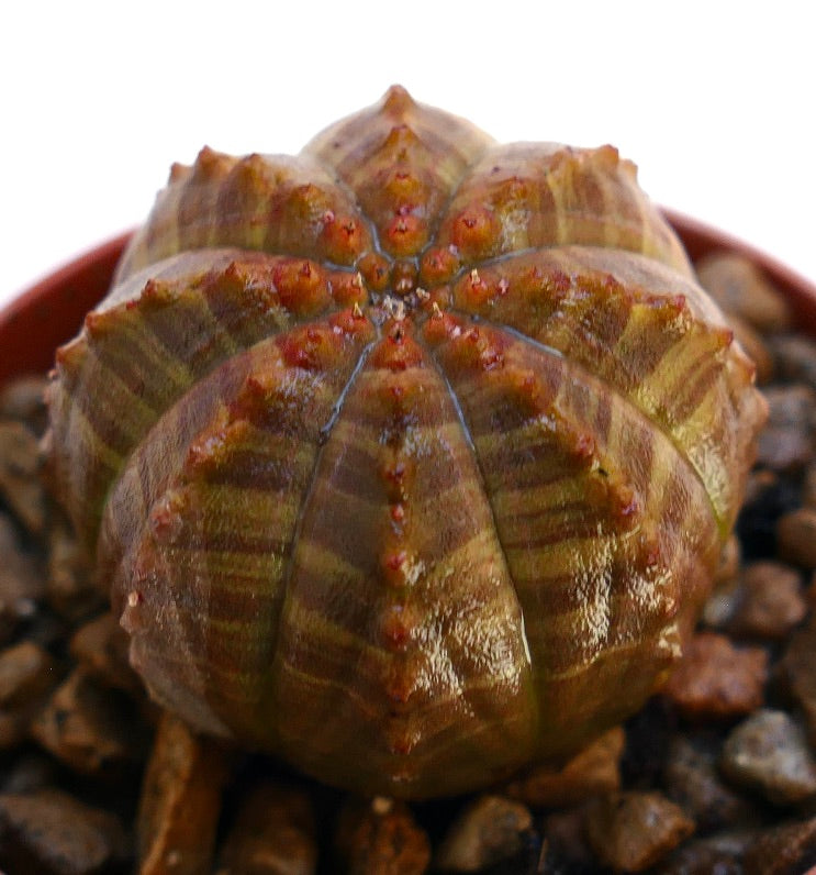 Euphorbia obesa cactus succulento con creste arrotondate e motivo a strisce marroni