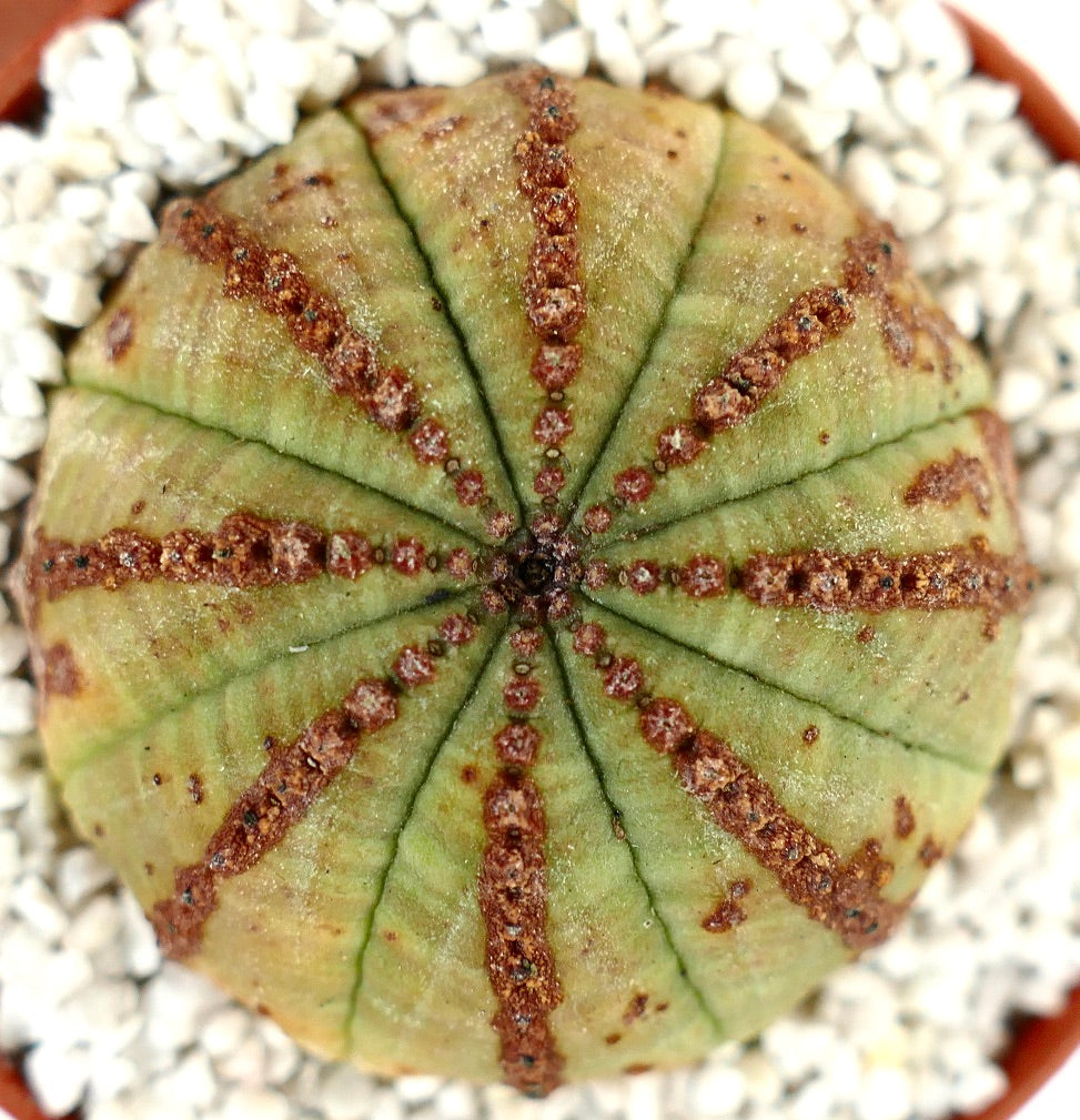 Euphorbia obesa BROWN LINES