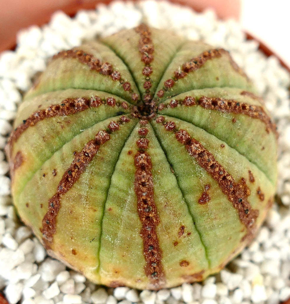 Euphorbia obesa BROWN LINES