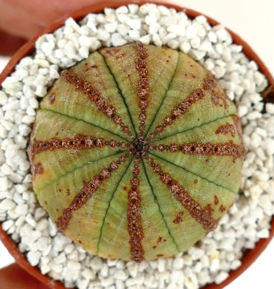 Euphorbia obesa BROWN LINES