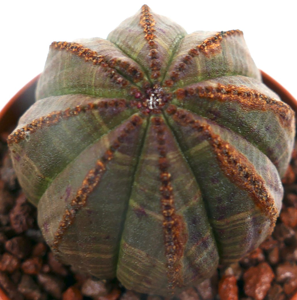 Euphorbia obesa BROWN LINES ON RIBS RON8