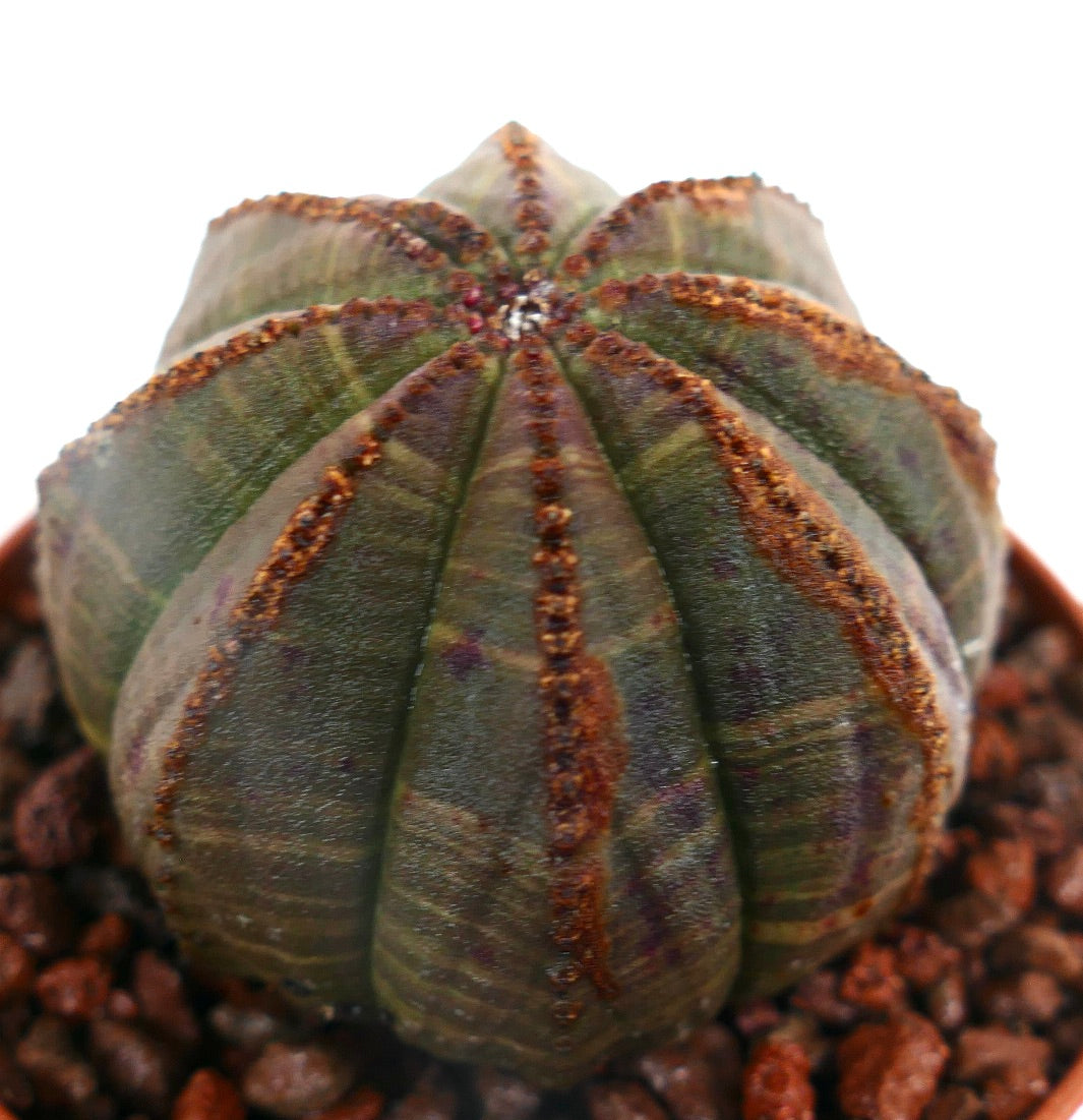 Euphorbia obesa BROWN LINES ON RIBS RON8