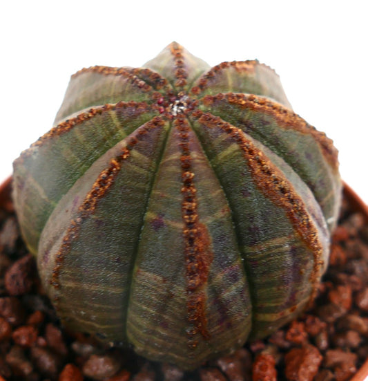 Euphorbia obesa BROWN LINES ON RIBS RON8