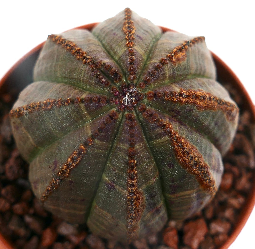 Euphorbia obesa BROWN LINES ON RIBS RON8