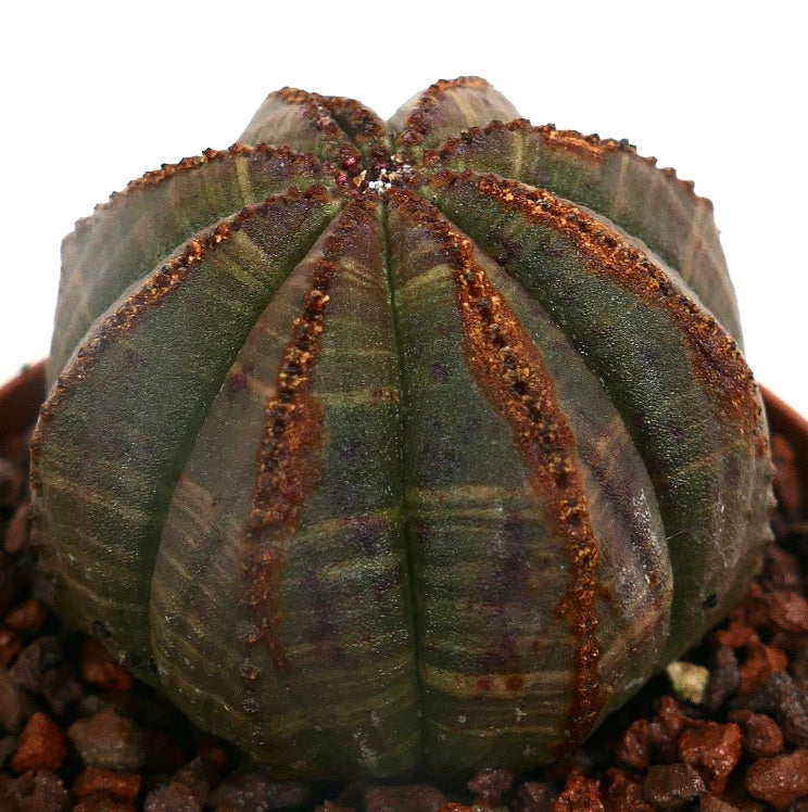 Euphorbia obesa BROWN LINES ON RIBS RON8