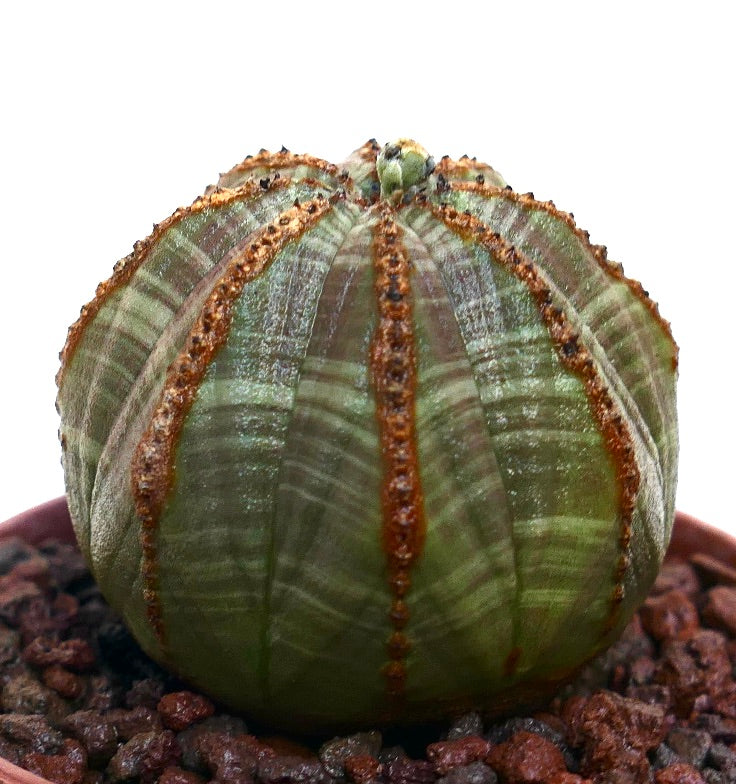 Euphorbia obesa succulent cactus with brown rib lines and textured surface in pot