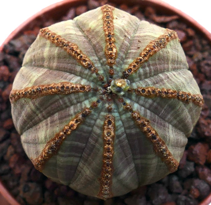 Euphorbia obesa succulent with ribbed structure and brown textured lines on ribs