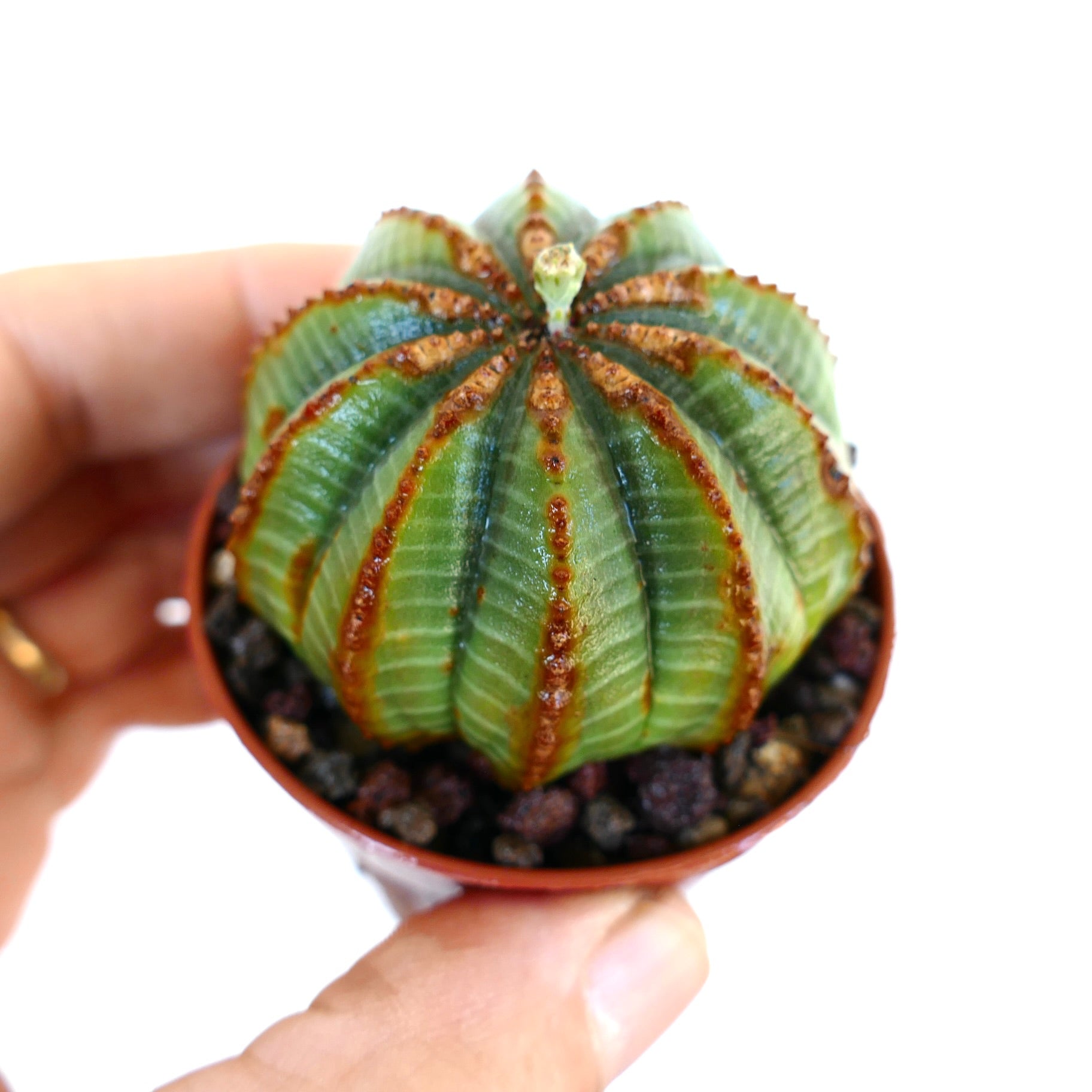 Succulenta Euphorbia obesa con coste arrotondate e linee marroni testurizzate in un piccolo vaso tenuto a mano