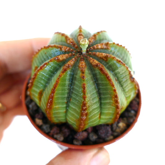 Euphorbia obesa succulenta con costolature marroni e struttura arrotondata a coste in vaso
