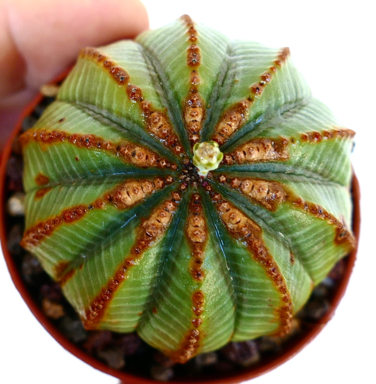 Euphorbia obesa, cactus succulento con distinti solchi marroni e forma arrotondata