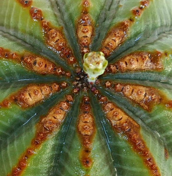 Euphorbia obesa, cactus succulento con distinti creste marroni e superficie texturizzata