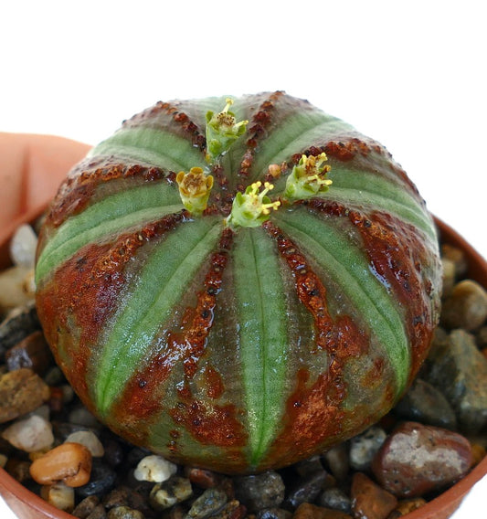 Euphorbia obesa with a spherical, ribbed body showing green and reddish-brown stripes, topped with multiple small yellow cyathia flowers emerging along the ribs.