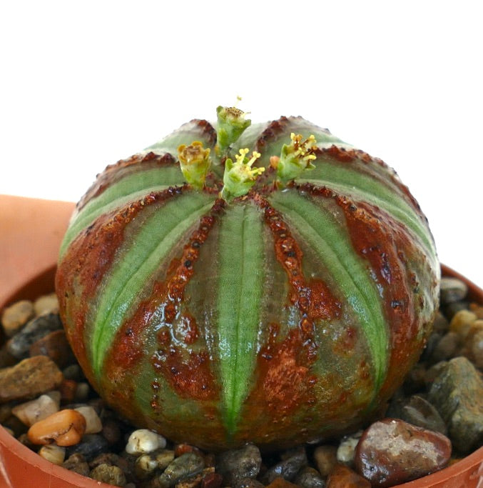 Side view of Euphorbia obesa in a pot, highlighting its green ribs with reddish-brown mottling and several tiny yellow-green blooms sprouting from the crown.