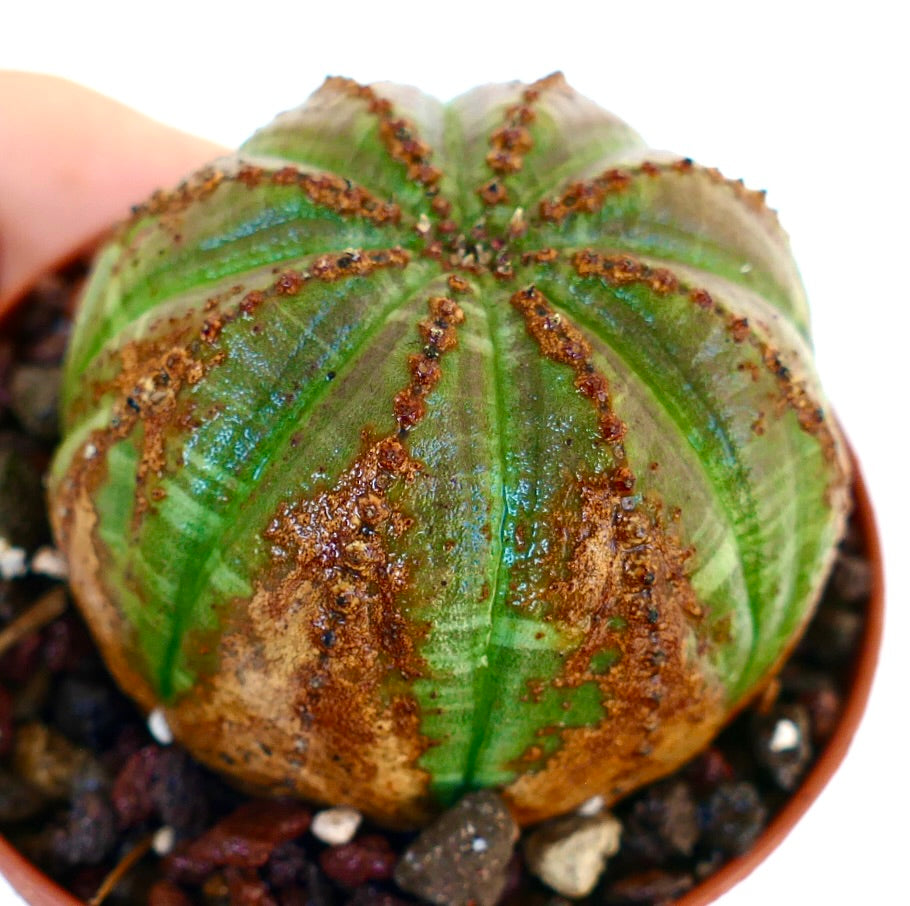 Vista dall'alto inclinata di Euphorbia obesa, che mette in risalto la sua forma sferica a coste con colorazione verde e marrone e creste punteggiate.