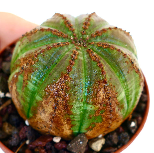 Vista dall'alto inclinata di Euphorbia obesa, che mette in risalto la sua forma sferica a coste con colorazione verde e marrone e creste punteggiate.