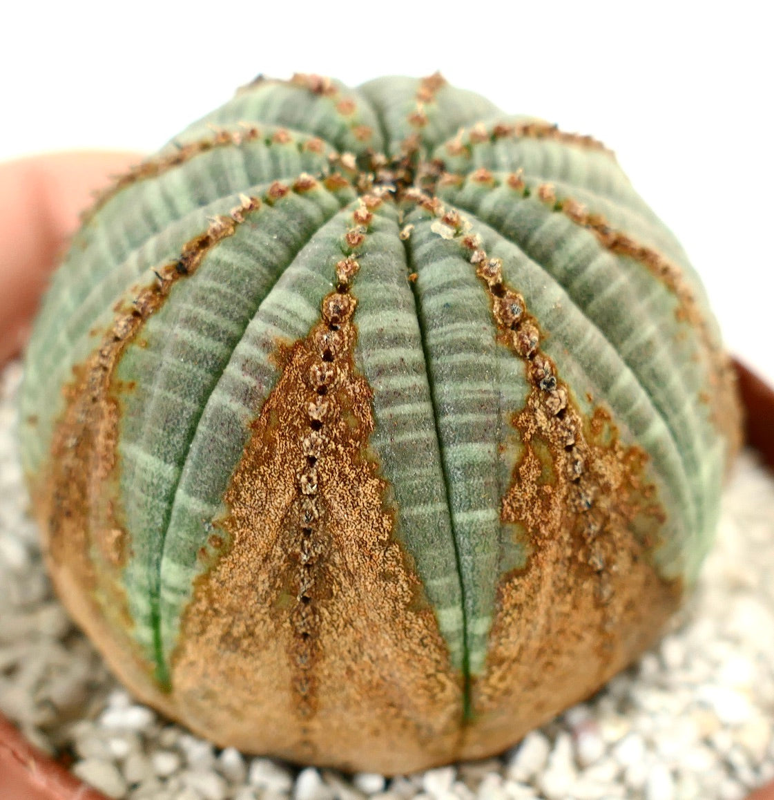 Euphorbia obesa BROWN MARKS