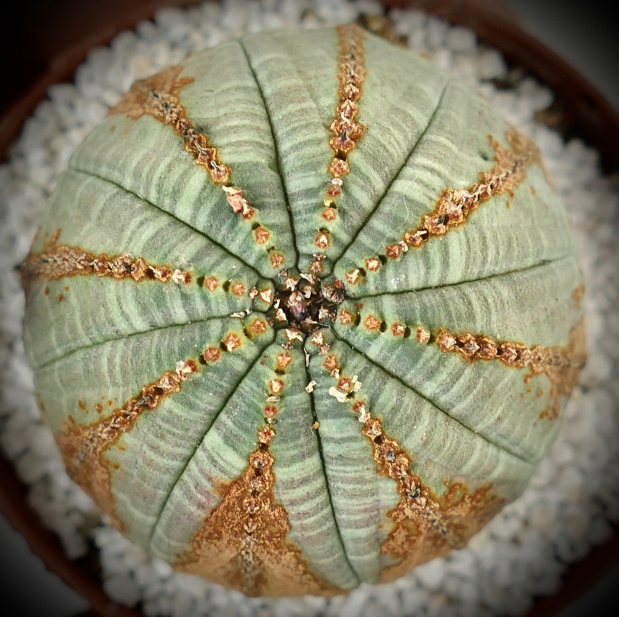 Euphorbia obesa BROWN MARKS