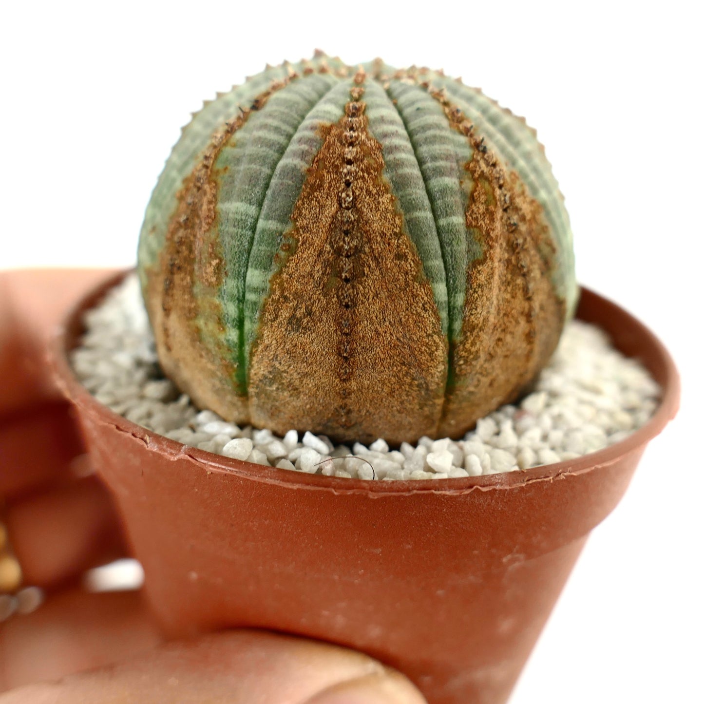 Euphorbia obesa BROWN MARKS