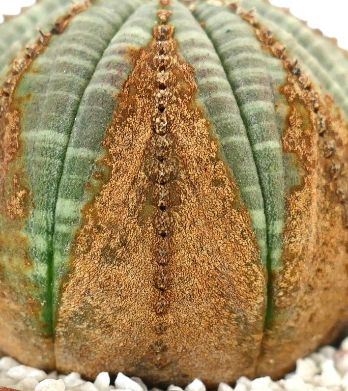 Euphorbia obesa BROWN MARKS