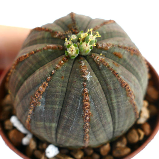 Euphorbia obesa succulent cactus con struttura costolata e piccoli boccioli verdi