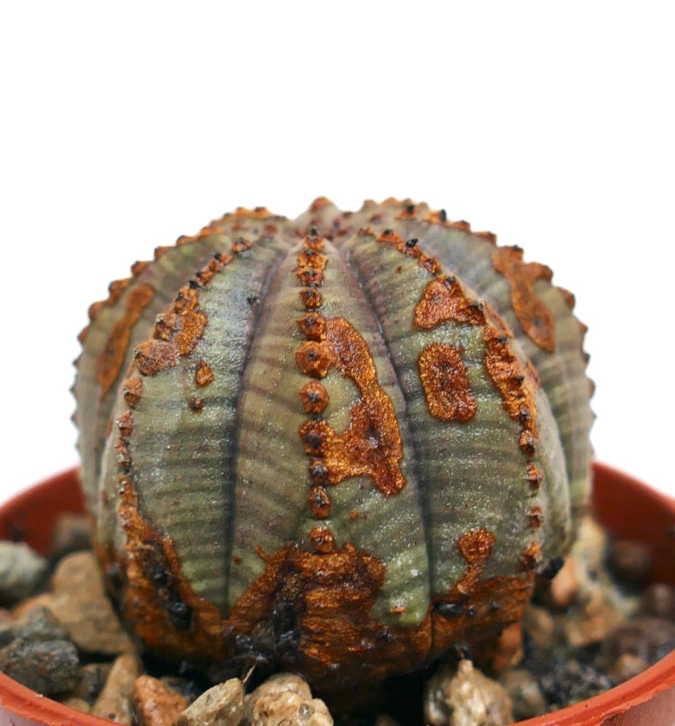 Succulenta Euphorbia obesa dalla forma arrotondata e con distintive marcature brunastre e strutturate
