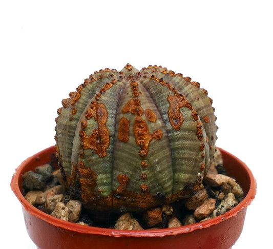 Euphorbia obesa, cactus succulento con corpo arrotondato a coste e marcature marroni strutturate