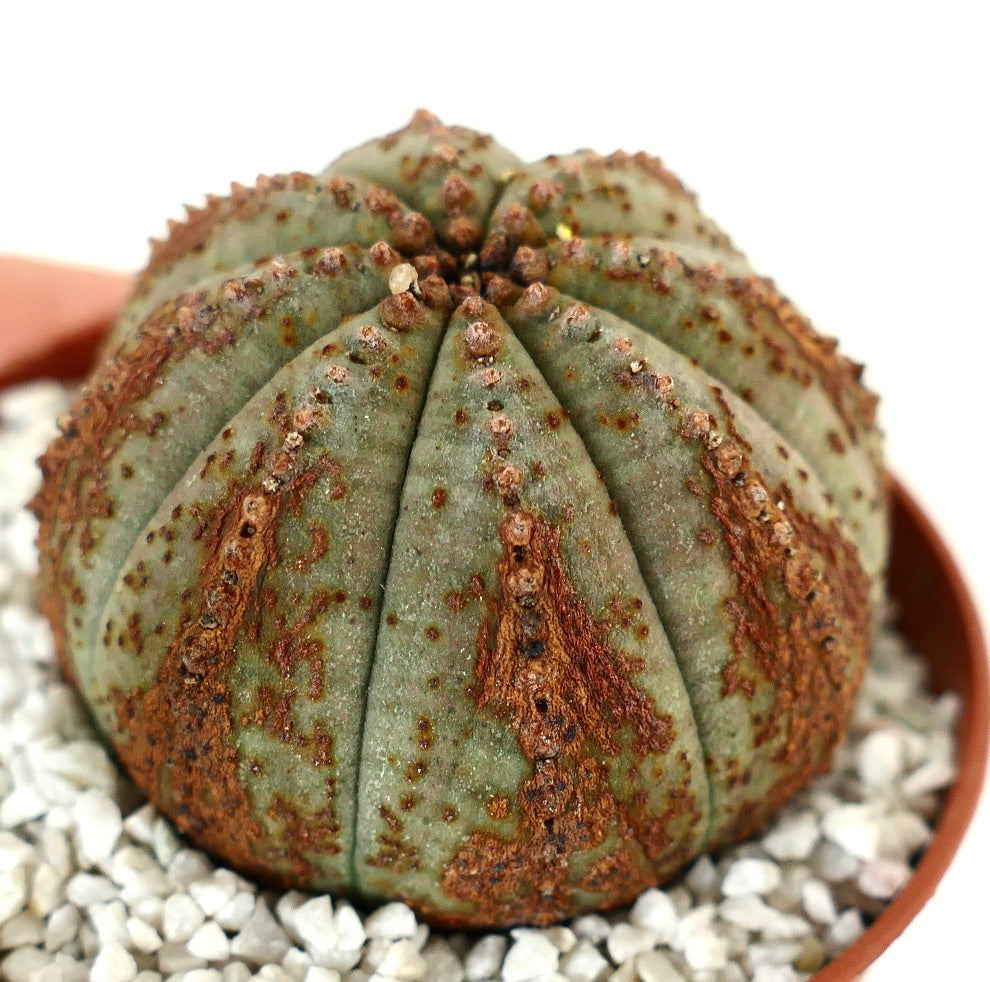 Euphorbia obesa BROWN MARKS & DOTS