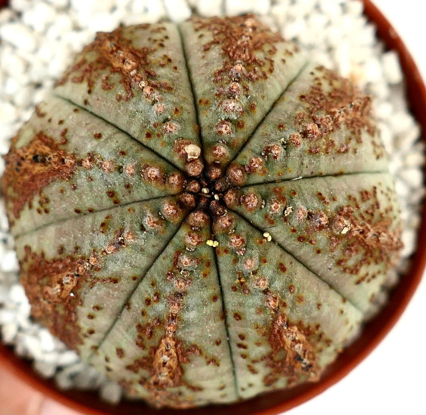 Euphorbia obesa BROWN MARKS & DOTS