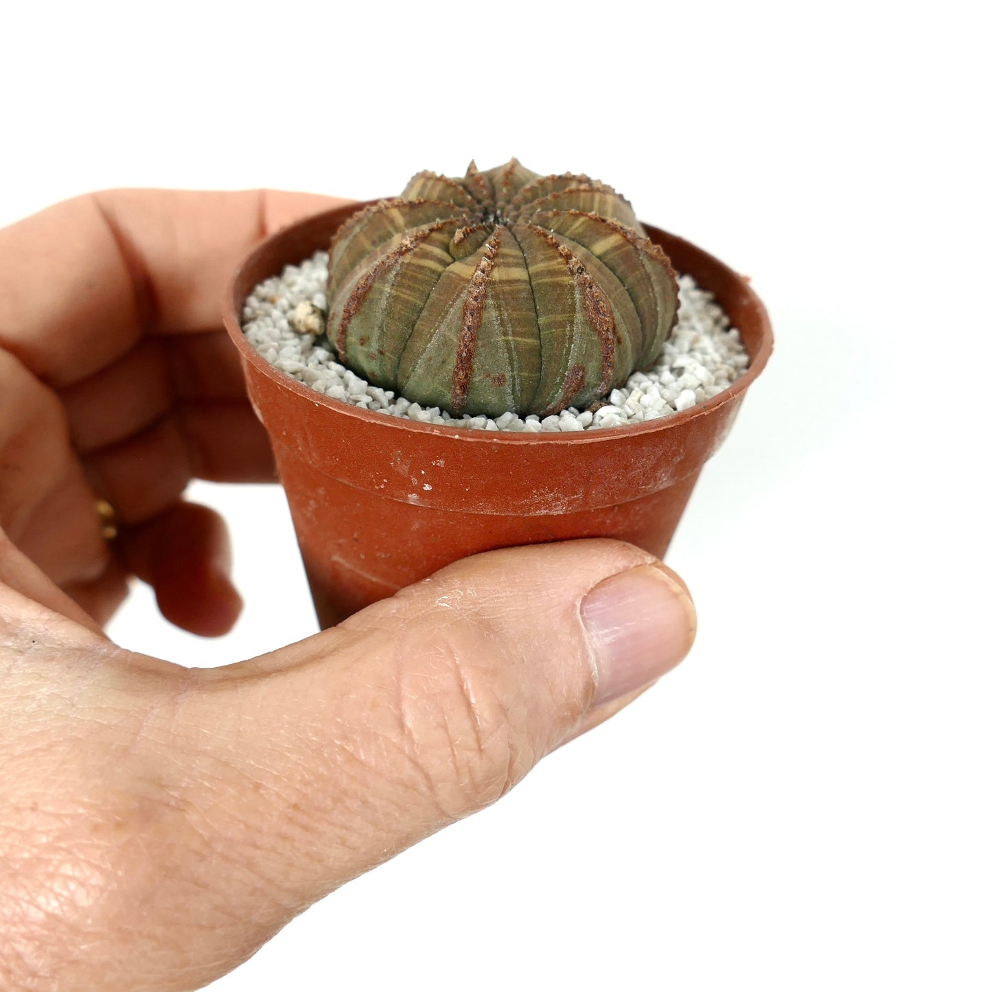 Euphorbia obesa small succulent with ribbed brown-green body in terracotta pot held by hand