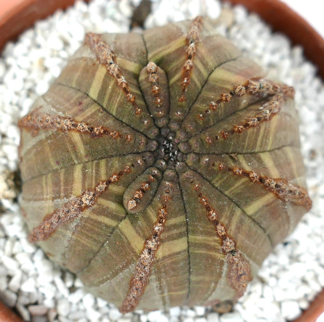 Euphorbia obesa succulent cactus with ribbed brown-green body and textured areoles