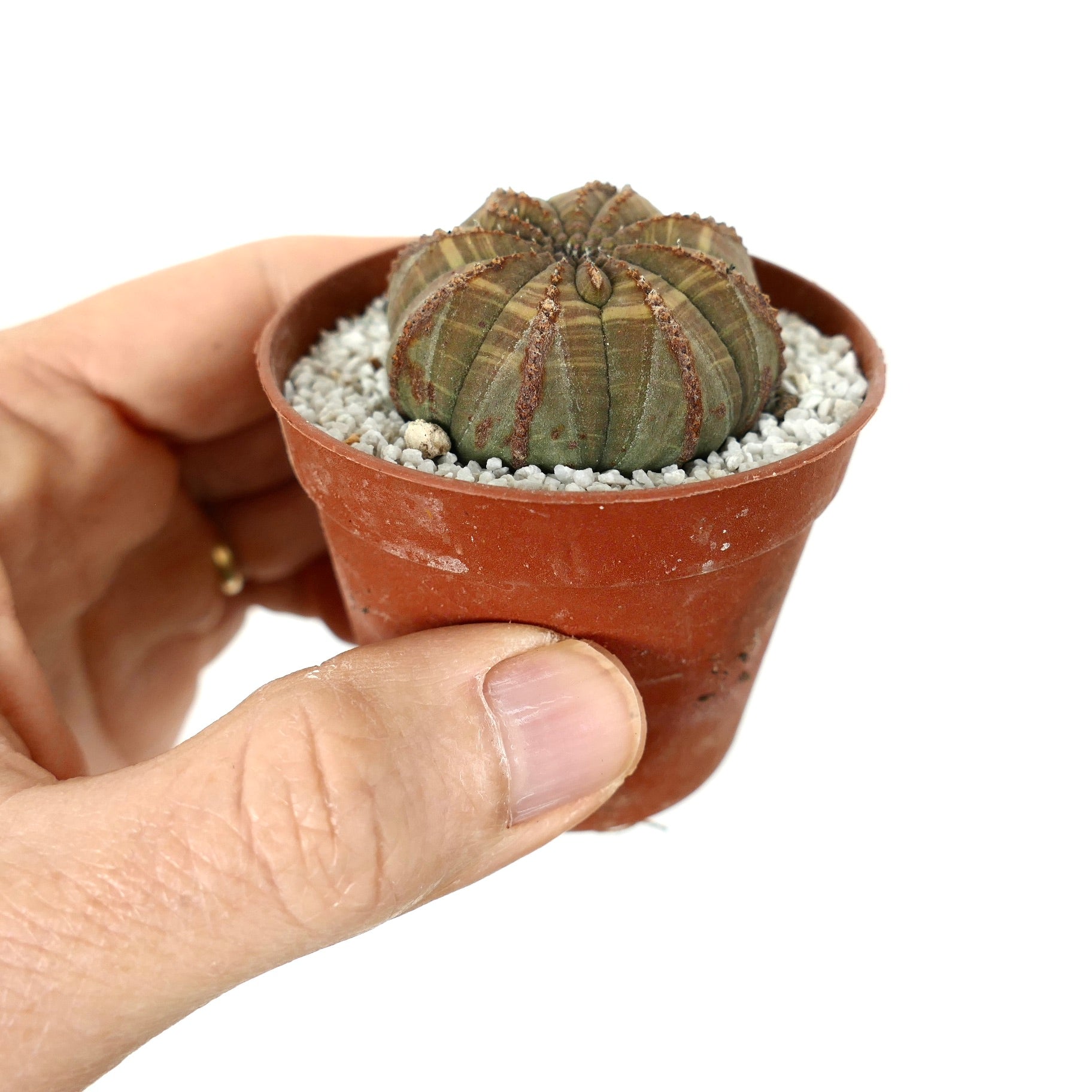 Euphorbia obesa small succulent cactus with ribbed brown textured body in pot