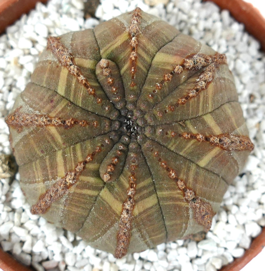 Euphorbia obesa succulent with rounded ribbed body and brownish variegated pattern
