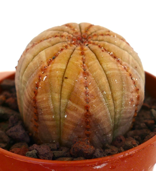 ユーフォルビア・オベサ | Botanical Archive | ユニークな多肉