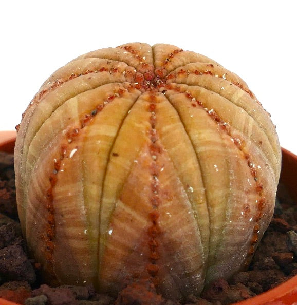 希少 ユーフォルビア オベサ 斑入り ユーフォルビア・オベサ | Botanical Archive | ユニークで魅力