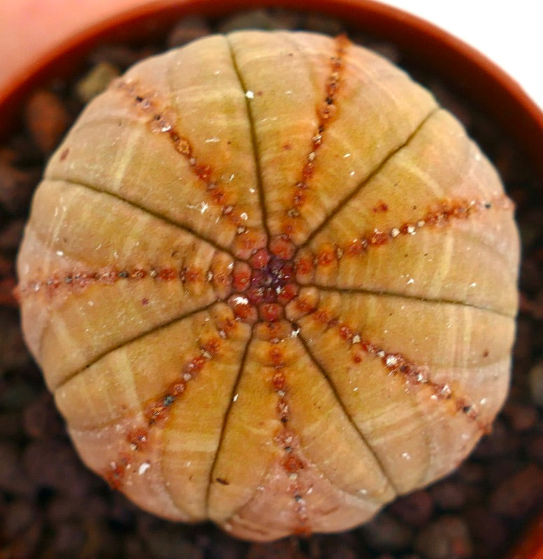 Euphorbia obesa, succulenta rotonda con tonalità marroni e arancioni e creste strutturate